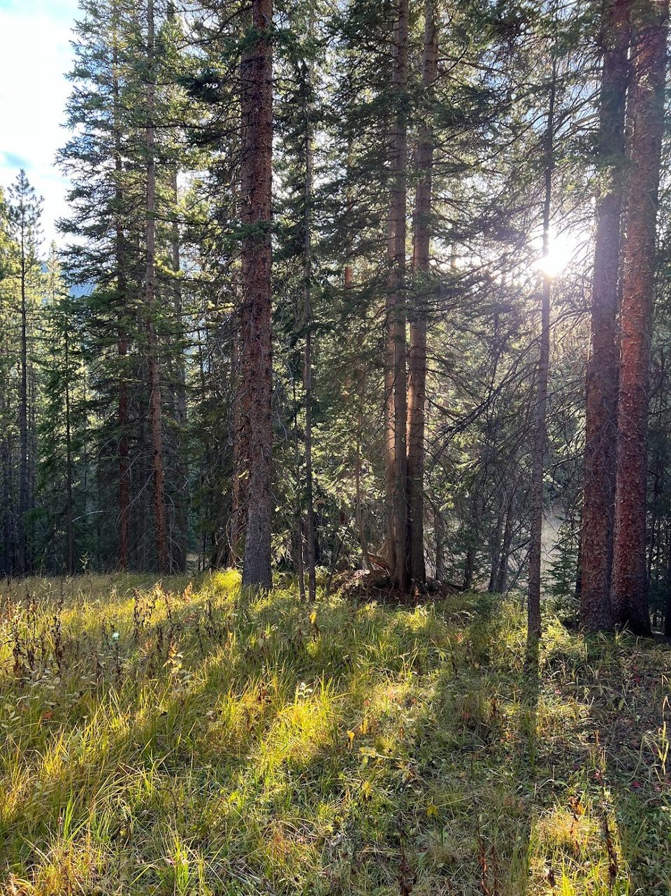 A mountain meadow on the ranch
